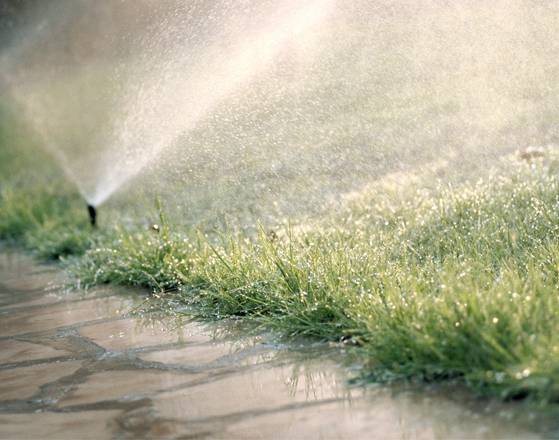 A close up view of a sprinkler head from a residential sprinkler system.