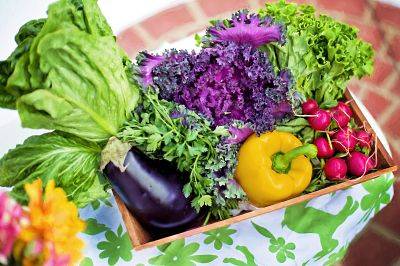 Vegetables picked fresh from a garden.