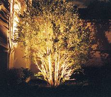 Outdoor lighting used on a tree.