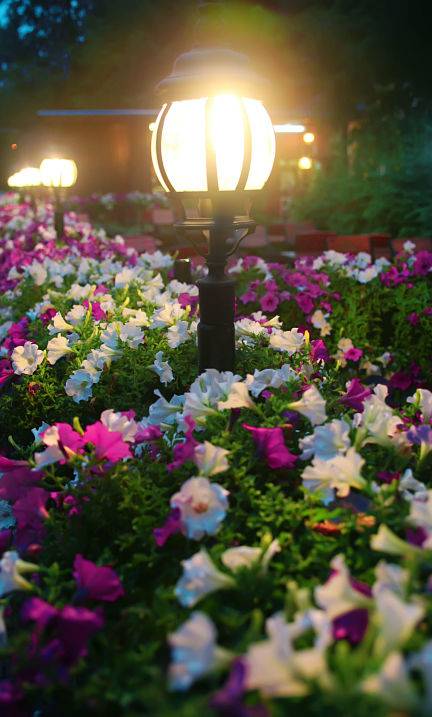 American National offers LED lighting installation for your garden, pathways, and more!