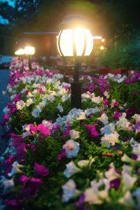 American National offers LED lighting installation for your garden, pathways, and more!