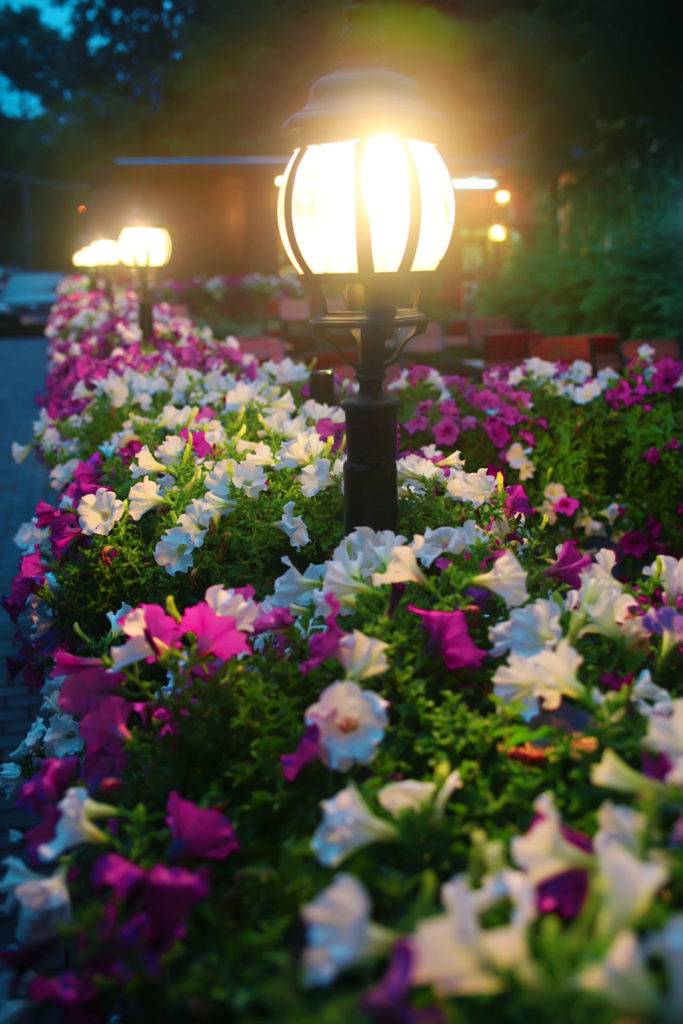 American National offers LED lighting installation for your garden, pathways, and more!