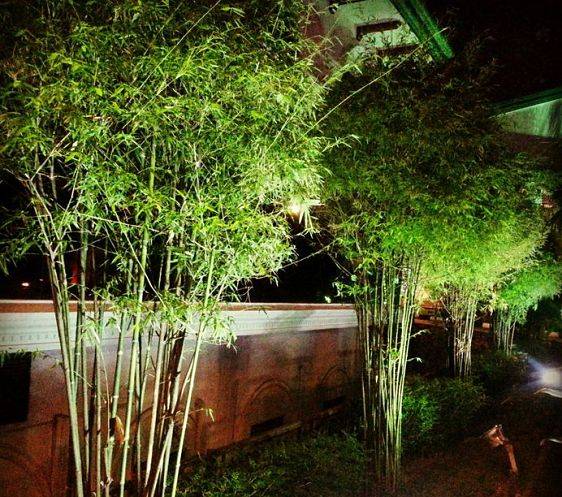 Garden lighting on a bamboo garden area done by American National Sprinkler & Lighting.