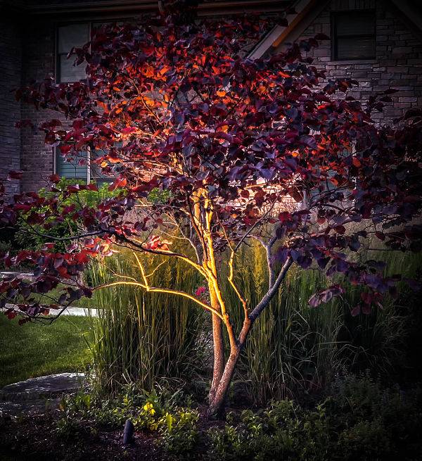 American National Sprinkler & Lighting - Lake Forest landscape lighting on a shrub in a Lake Forest home.