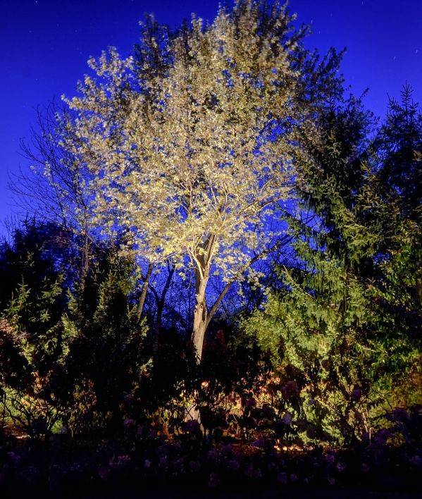 The Easiest Way to Install Low Voltage Landscape Lighting