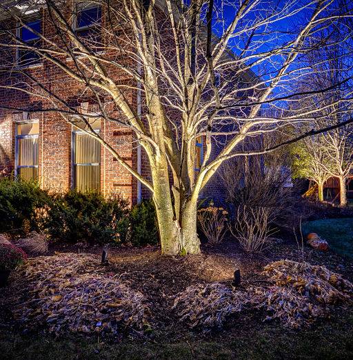 American National Sprinkler & Lighting - landscape lighting system installed in a home in Hawthorn Woods - highlighting a tree.