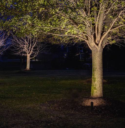 American National Sprinkler & Lighting - landscape lighting system installed in a home in Hawthorn Woods - highlighting a trees on the property.