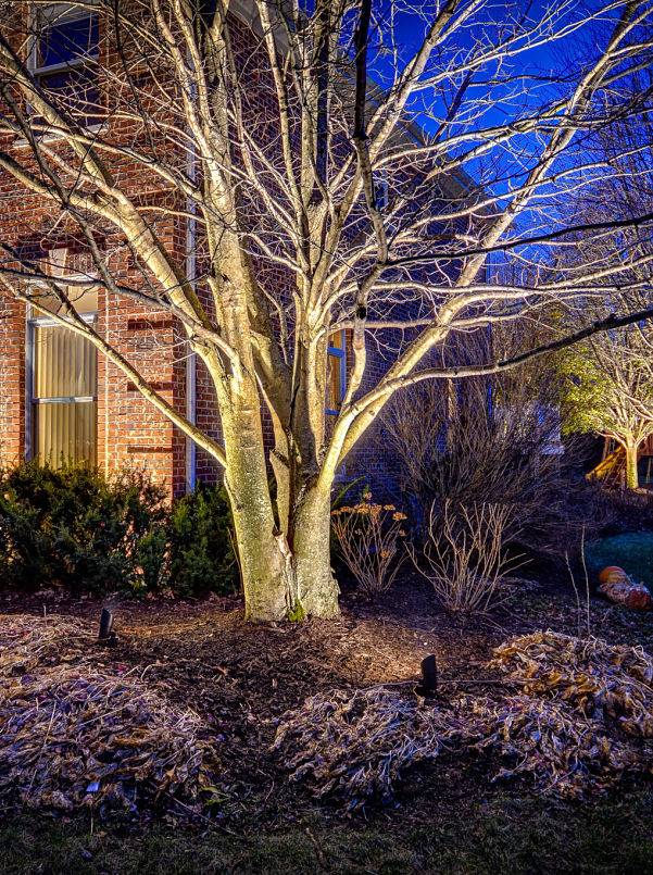 American National Sprinkler & Lighting - Riverwoods Landscape Lighting, tree lighting in the front yard using an outdoor lighting system.