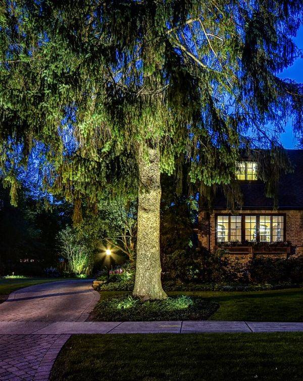 American National Sprinkler & Lighting - uplighting landscape lighting used on this tree in the front of a client's home in Lake County, IL.