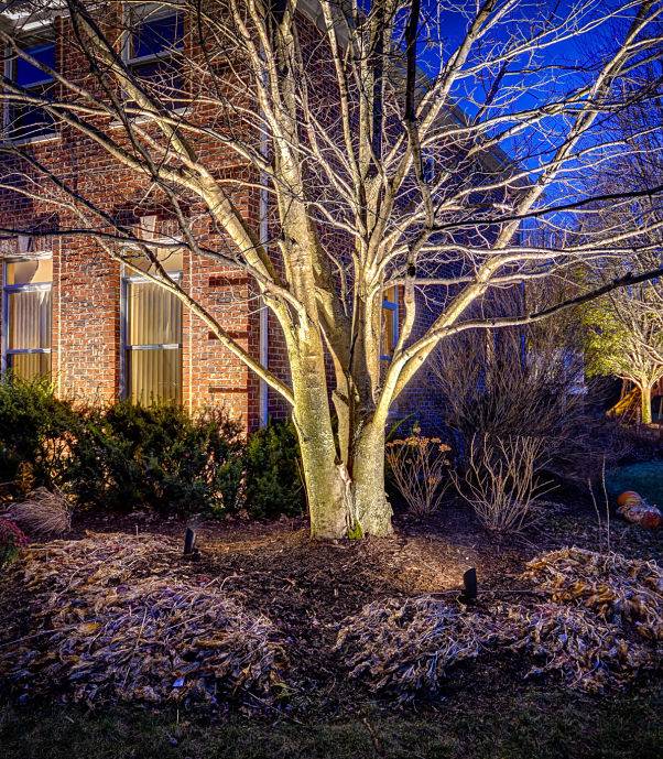 American National Sprinkler & Lighting - landscape lighting for trees on a tree in the front of a home in Lake County, IL.